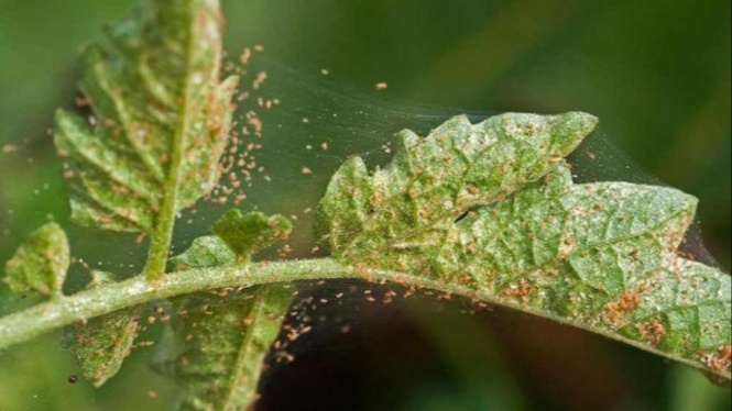 Spider Mites pada Tanaman Hias