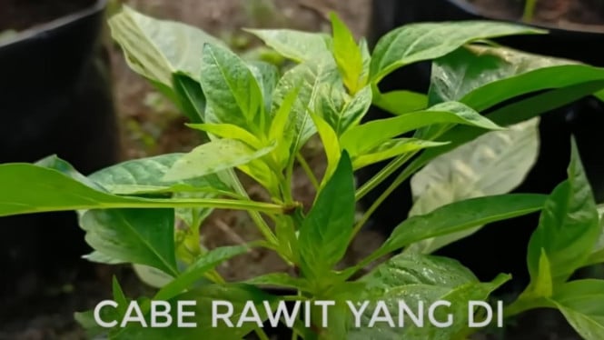 Potong Pucuk Cabai