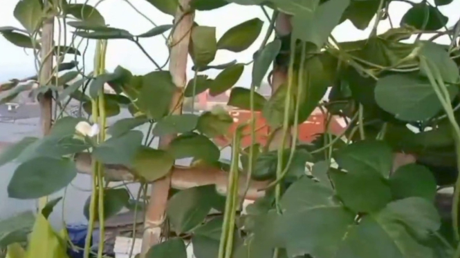 Menanam Kacang Panjang Pot