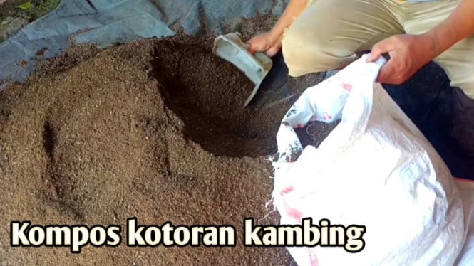 Membuat pupuk kompos