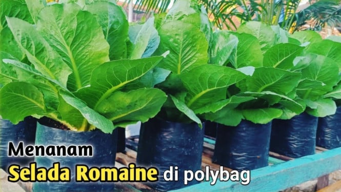 Menanam Selada Romaine di polybag