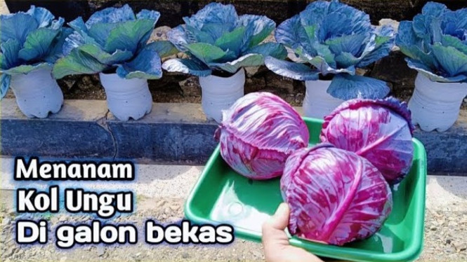 Menanam kol ungu di galon bekas