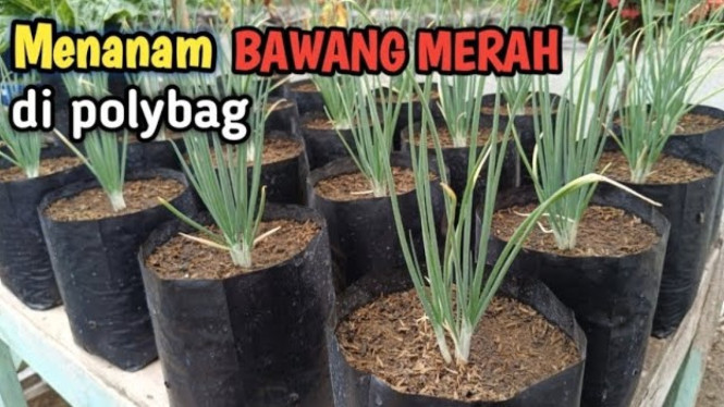 Menanam bawang merah di polybag