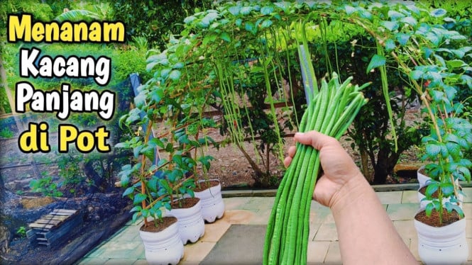 Menanam kacang panjang di pot