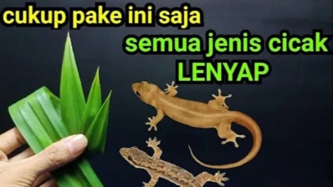Rumah Bebas Cicak