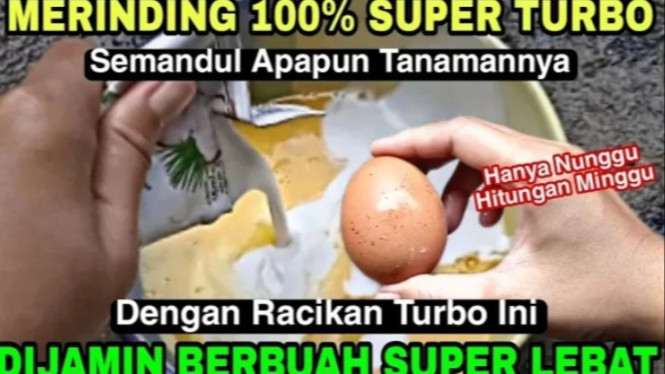 Pupuk bikin buah tanaman anti rontok