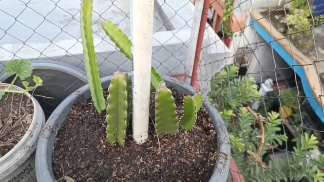 Menanam Buah Naga di Pot