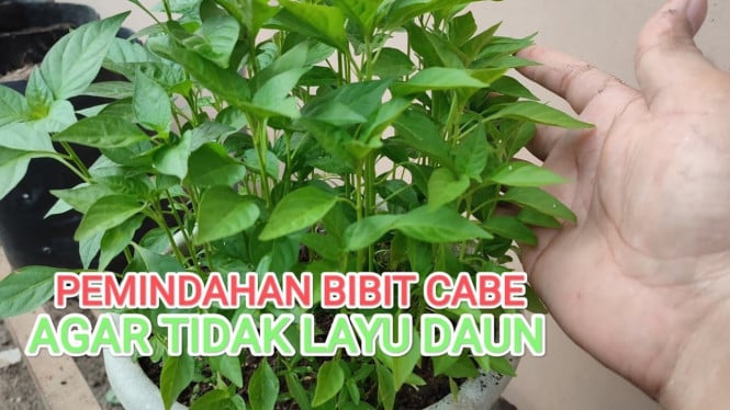 Tutorial Pemindahan Bibit Cabe