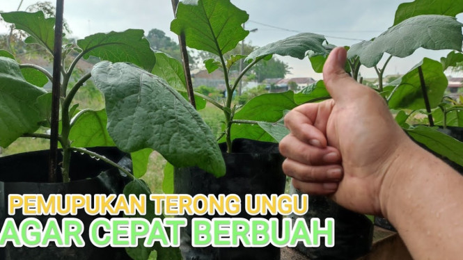 Pemupukan Terong di Polybag