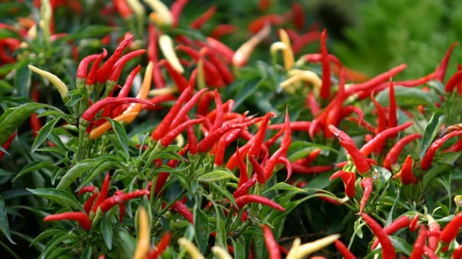 Cara Menanam Cabe Dewata