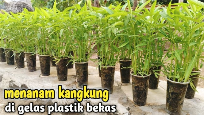 Menanam kangkung di gelas plastik
