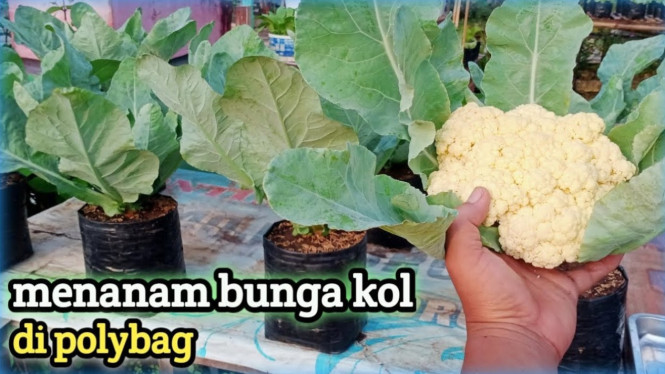 Cara menanam bunga kol di polybag