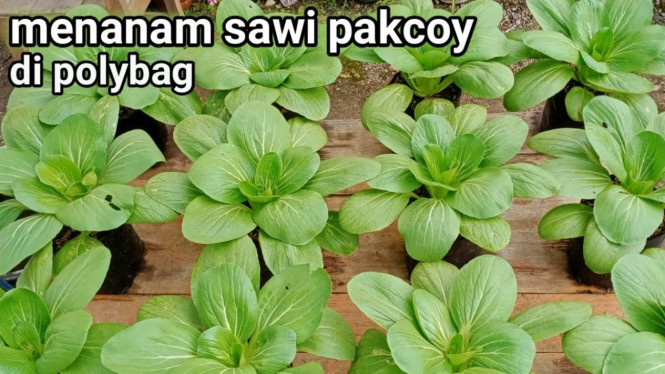 Menanam pakcoy di polybag