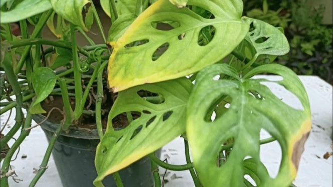 Daun Tanaman Hias Menguning