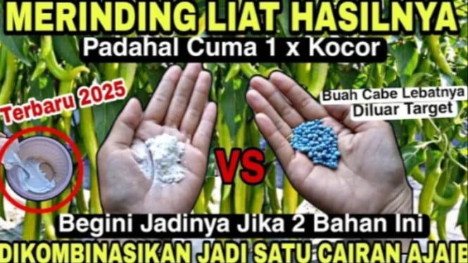 Pupuk perangsang buah