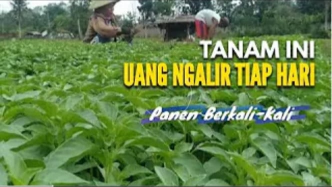 Sayuran Super Cuan