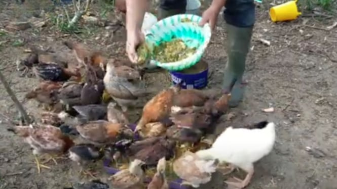 Pakan Ayam Alternatif Hemat