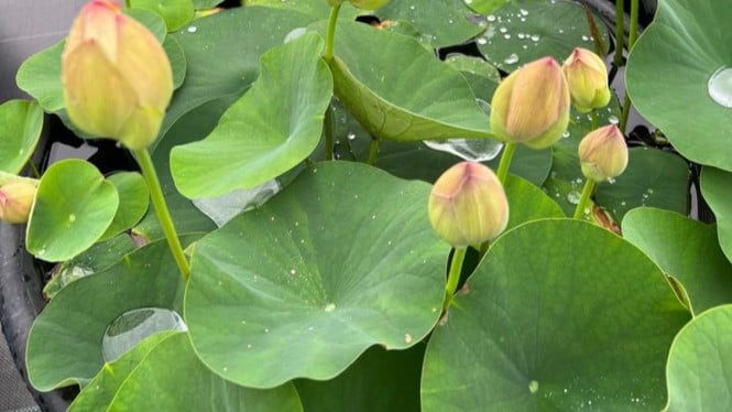 Tanaman Hias Lotus