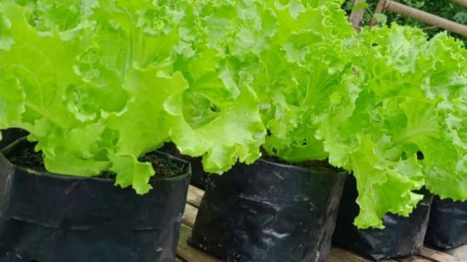 Menanam selada di polybag