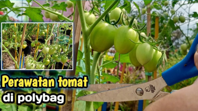Perawatan tomat di polybag