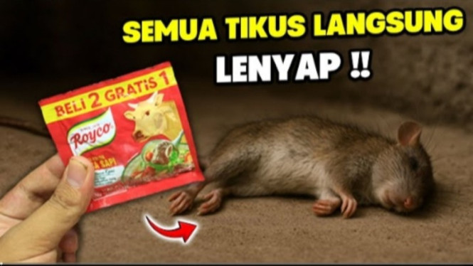 Racun Tikus Ampuh