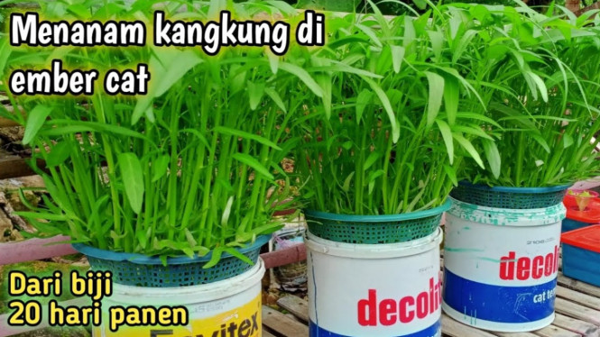 Kangkung di ember cat