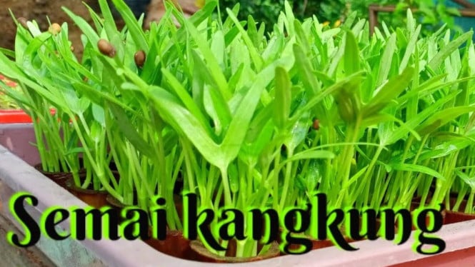 Semai kangkung pakai arang sekam