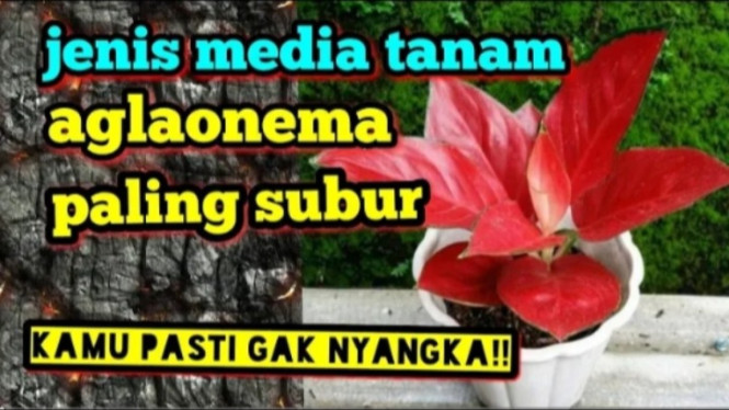 Media Tanam Aglonema