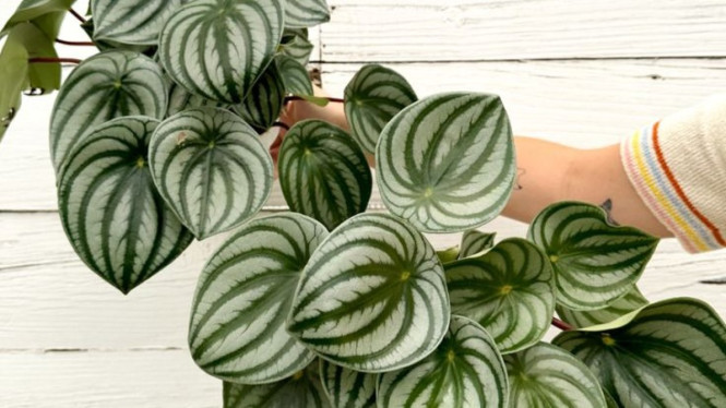 Tanaman Hias Peperomia
