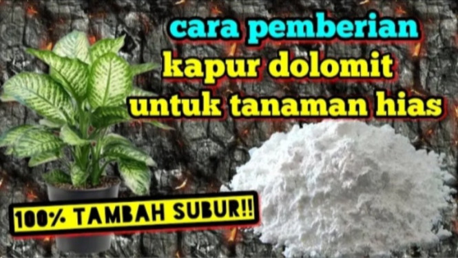 Kapur Dolomit untuk Tanaman Hias
