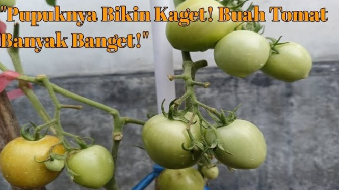 Pupuk untuk tomat