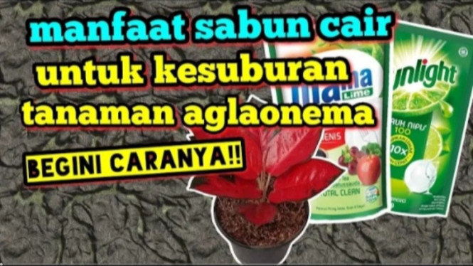 Sabun Cuci Piring untuk Tnaman Hias Aglaonema