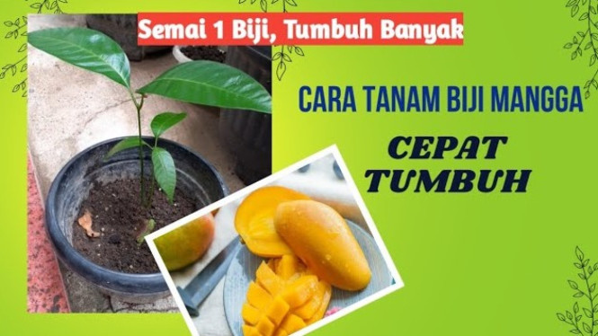 Cara menanam biji mangga