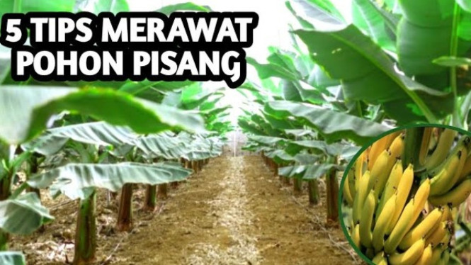 Tips merawat pohon pisang