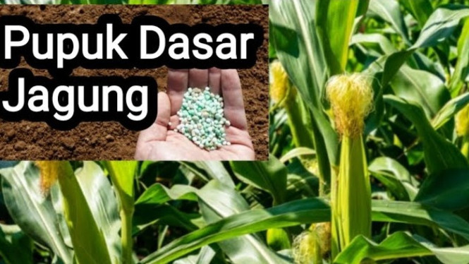 Pupuk dasar untuk jagung