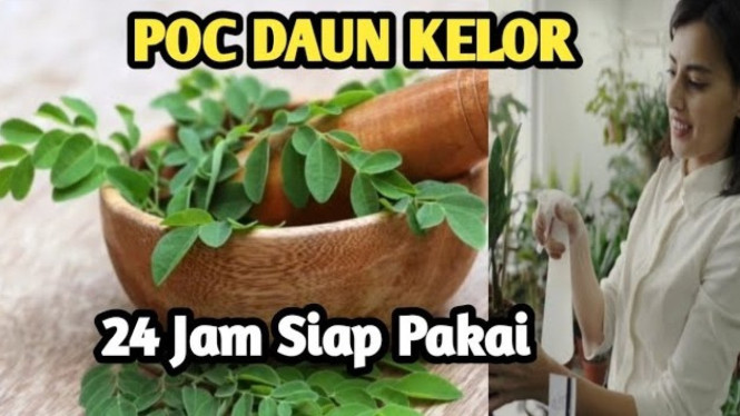 Cara membuat pupuk organik cair (POC) dari daun kelor