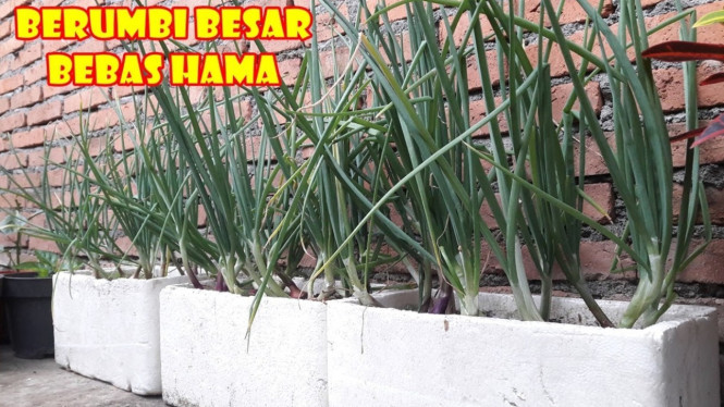 Menanam bawang merah di styrofoam bekas