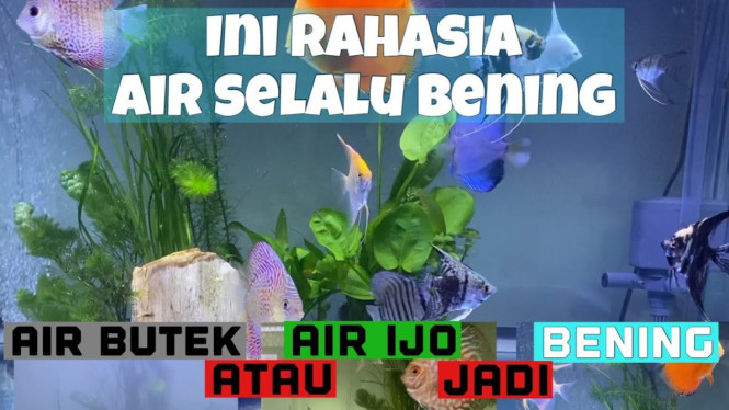 Membuat air aquarium tetap bening