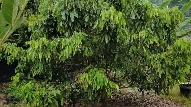Jarak Tanam Optimal Kelengkeng