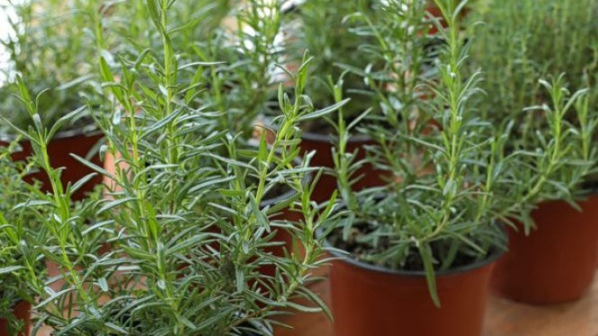 Tanaman Rosemary