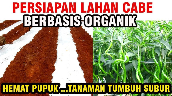persiapan lahan cabai