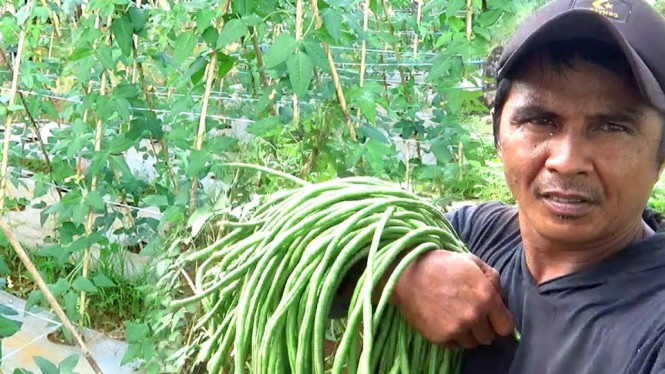 Perawatan Kacang Panjang Organik