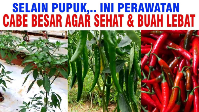 Perawatan Cabai Merah Besar