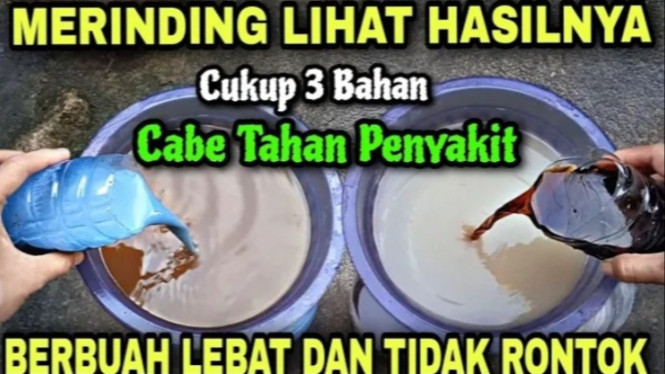 Pupuk cabai