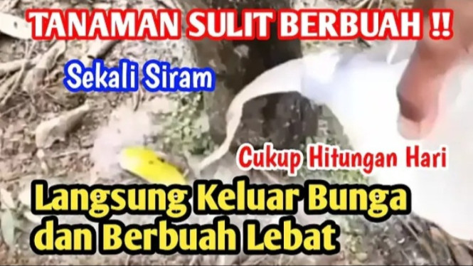 POC Tanaman Ngebut Berbuah