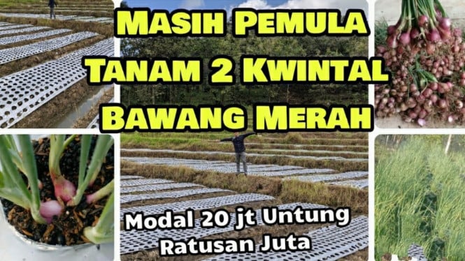 Budidaya bawang merah