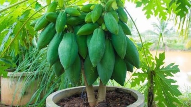 Pepaya pendek