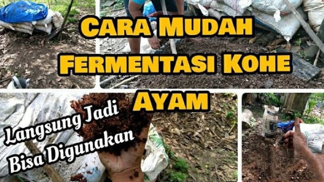 Fermentasi kohe ayam