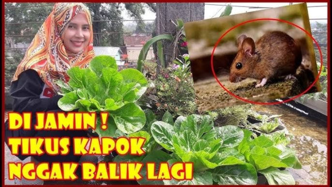 Cara Mengatasi Tikus pada Tanaman