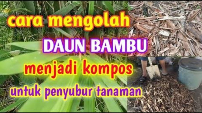 Cara Olah Daun Bambu